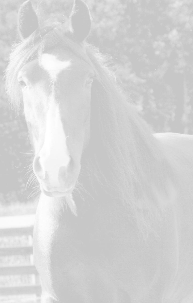 Hesten min Seira